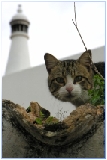 Die Ostalgarve von Jens Röver - Foto vergrößern