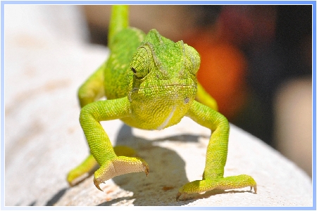 Nächstes Foto
